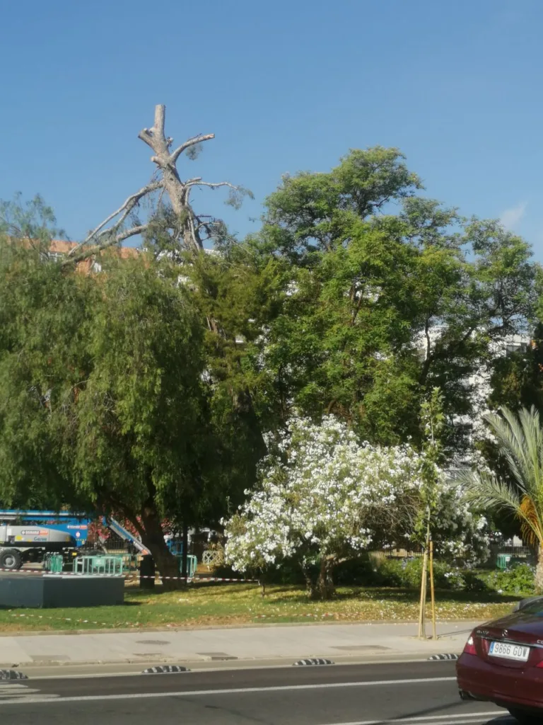 IU-Verdes exige informes sobre las podas drásticas en Murcia