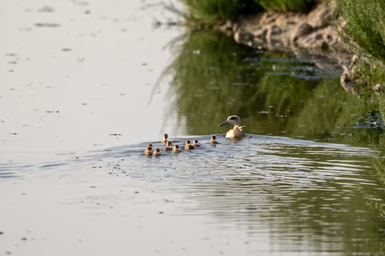 Las Lagunas de la Raja baten récord con 13 polladas de cerceta pardilla