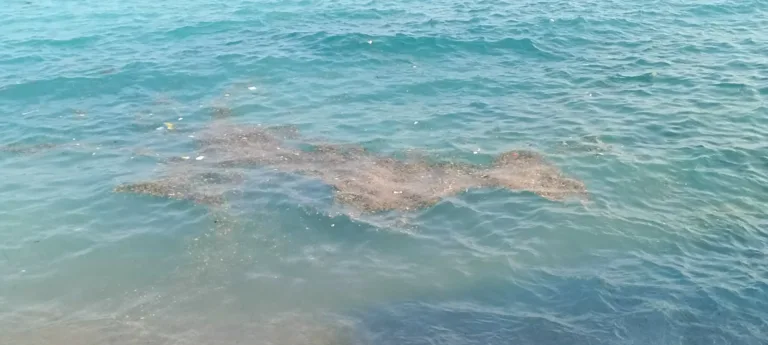 El PCAN denuncia residuos y suciedad en el agua de El Portús