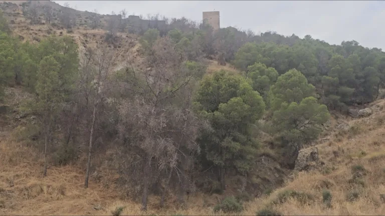El PSOE reclama un plan forestal ante la escasa intervención en los montes de Lorca