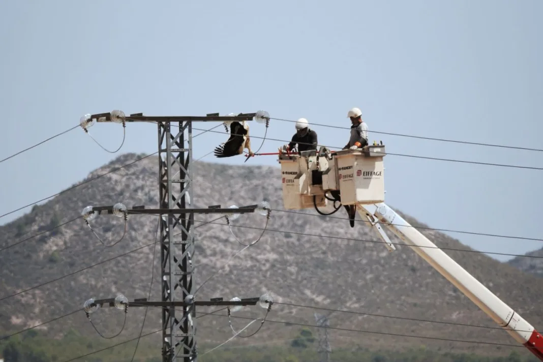 ANSE denuncia dos cigüeñas electrocutadas en un tendido eléctrico de Yecla ANSE denuncia dos cigüeñas electrocutadas en un tendido eléctrico de Yecla