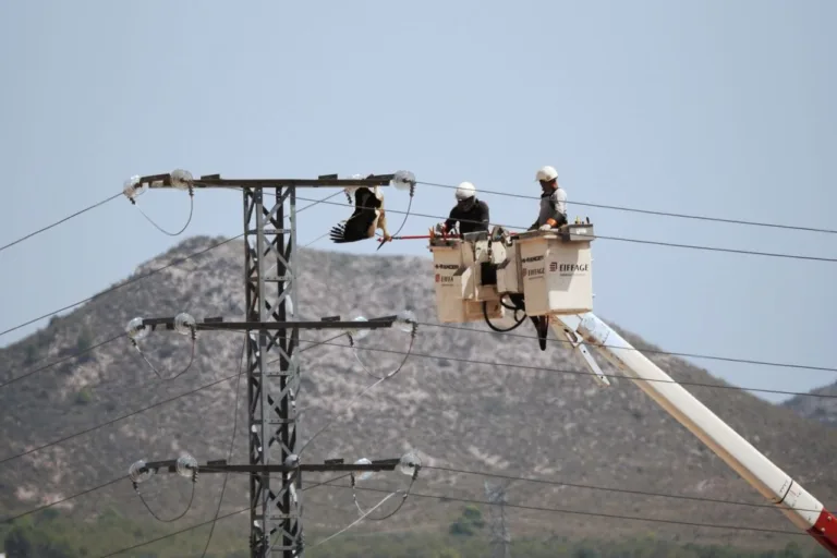 ANSE denuncia dos cigüeñas electrocutadas en un tendido eléctrico de Yecla