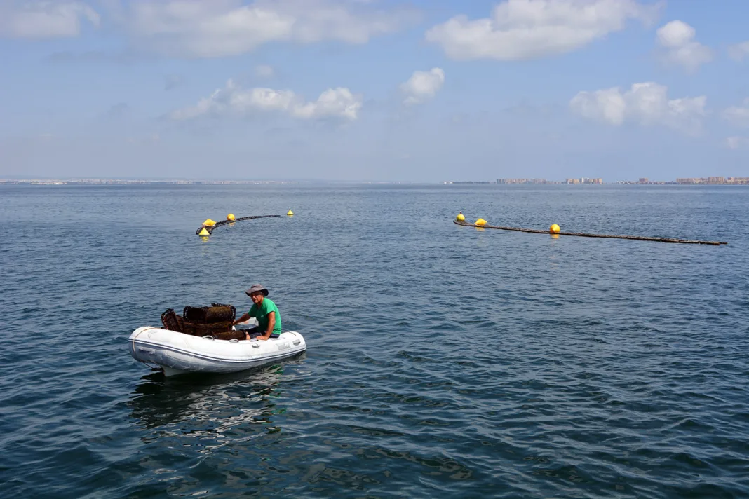 Las ostras del Mar Menor resisten el calor extremo en un proyecto restaurativo
