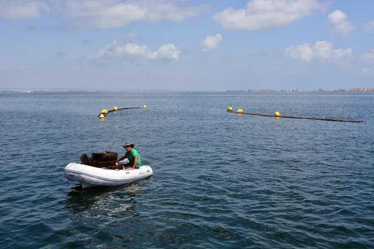 Las ostras del Mar Menor resisten el calor extremo en un proyecto restaurativo