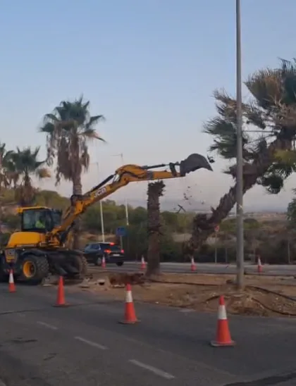 El PSOE denuncia que las obras de Altorreal arrasan palmeras que debían trasplantarse El PSOE denuncia que las obras de Altorreal arrasan palmeras que debían trasplantarse